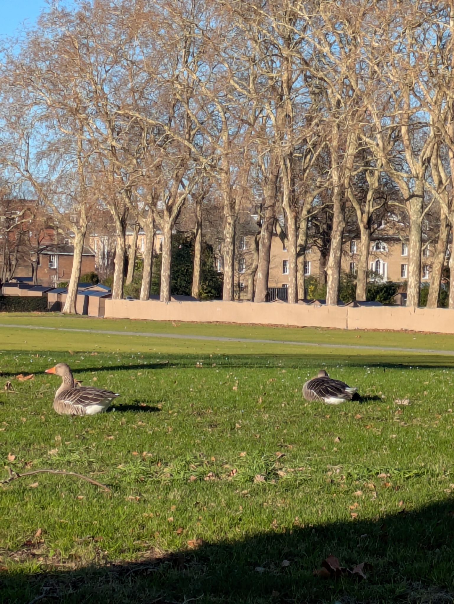 Greylag Goose (Anser anser), photo 5