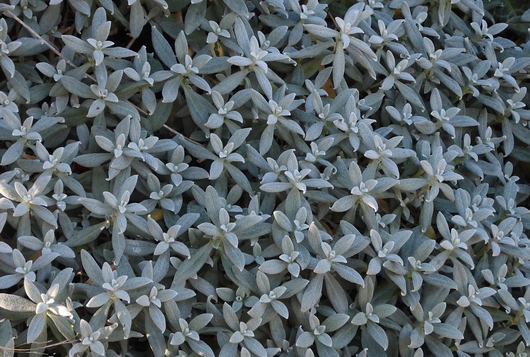 Snow-in-summer