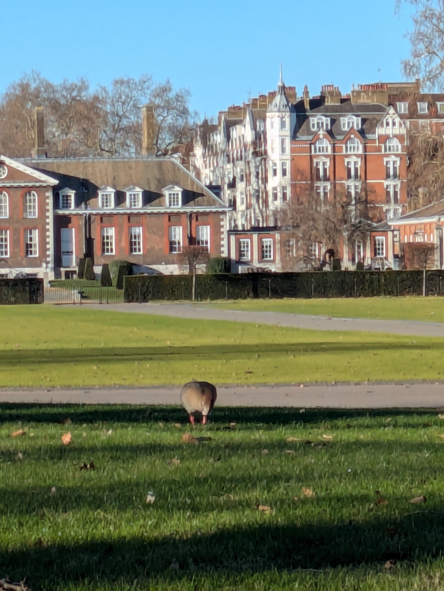 Egyptian Goose (Alopochen aegyptiaca), photo 1