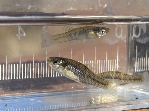 Rainwater killifish (Lucania parva) — Fundulidae