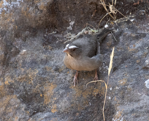 Brown-rumped Seedeater (Crithagra tristriata), photo 4