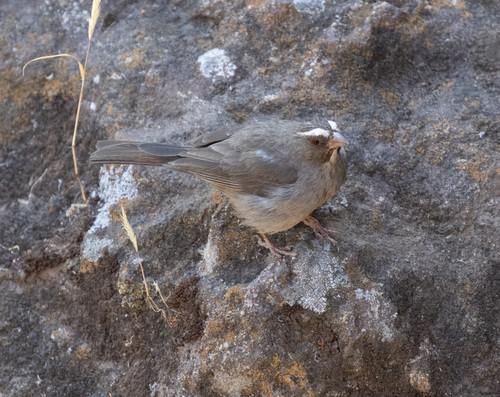 Brown-rumped Seedeater (Crithagra tristriata), photo 5