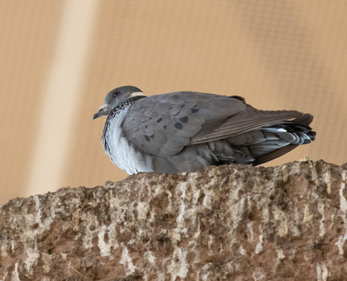 White-collared Pigeon (Columba albitorques)