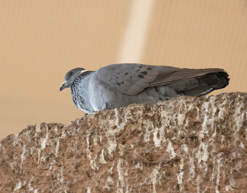 White-collared Pigeon (Columba albitorques), photo 2