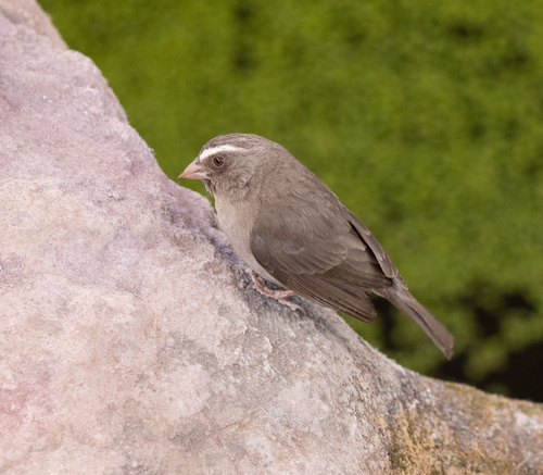 Brown-rumped Seedeater (Crithagra tristriata), photo 2