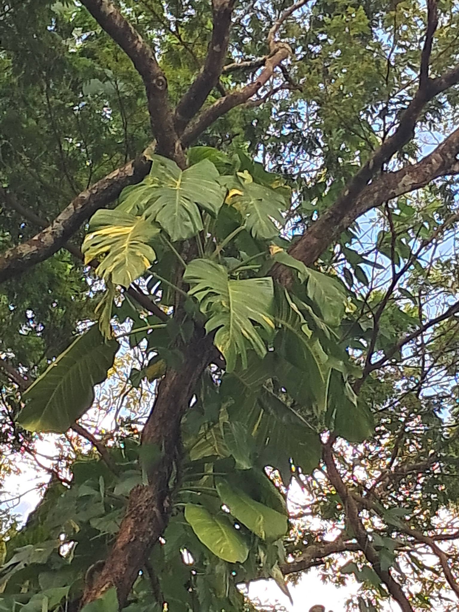 Epipremnum aureum