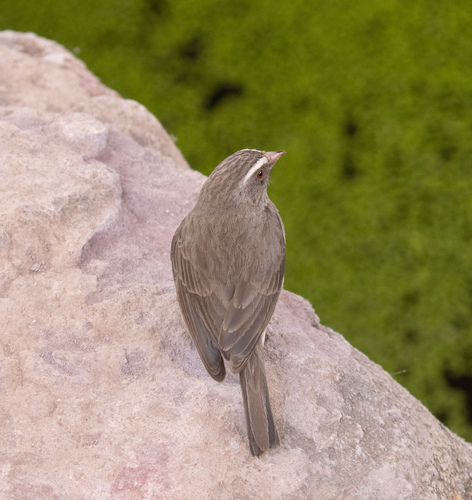 Brown-rumped Seedeater (Crithagra tristriata), photo 3