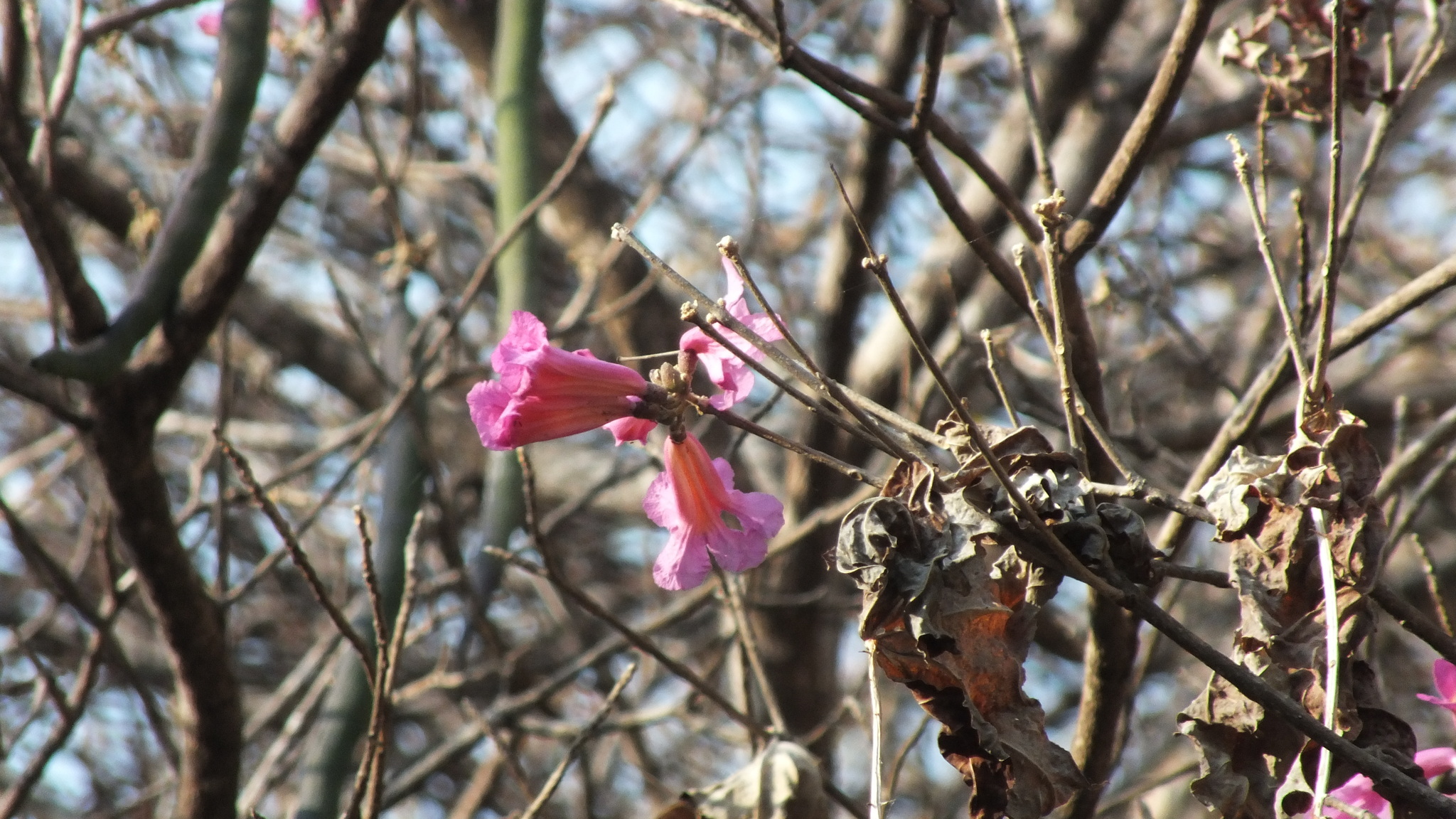 Pink trumpet tree