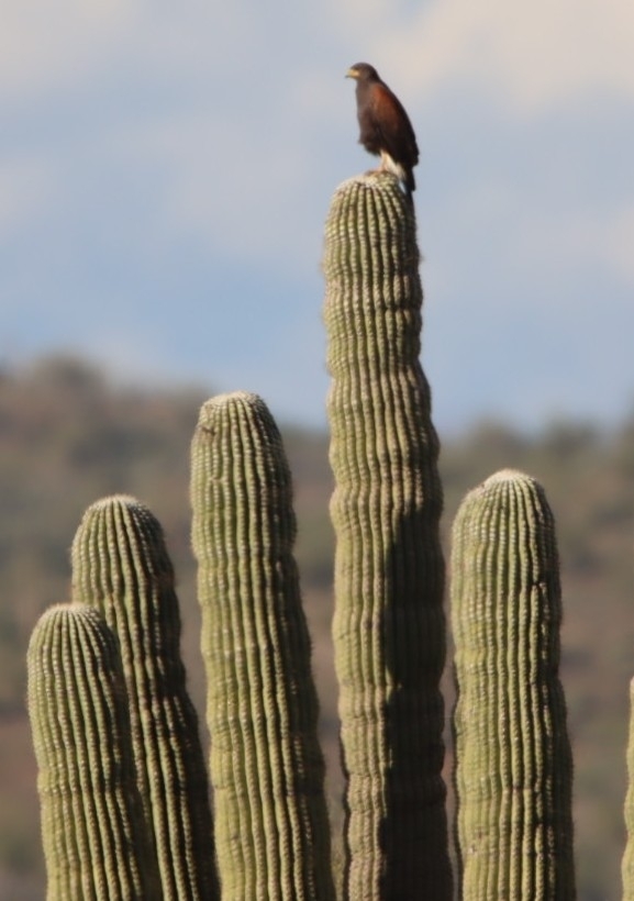 Parabuteo unicinctus (Temminck, 1824)