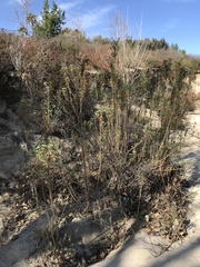 Baccharis salicifolia