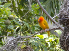 Ploceus bojeri