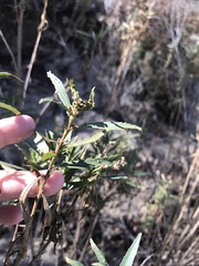 Baccharis salicifolia