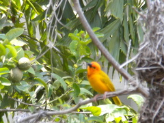 Ploceus bojeri