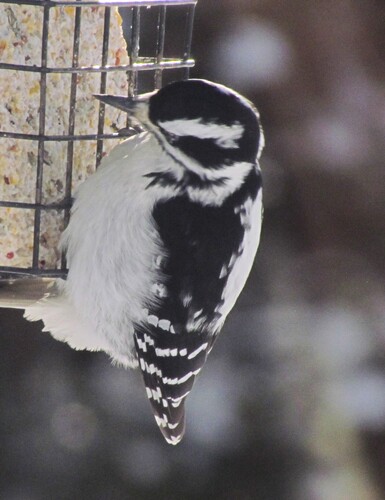 Hairy Woodpecker (Leuconotopicus villosus), photo 8