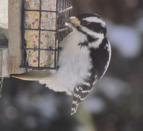 Hairy Woodpecker (Leuconotopicus villosus), photo 7