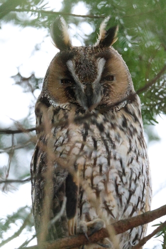 View observation of {o.common_name} on iNaturalist