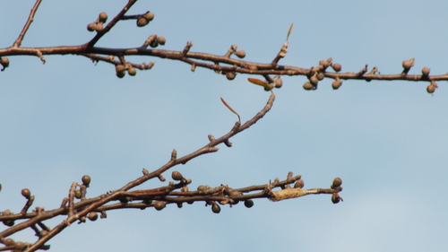 Foto de Bursera schlechtendalii