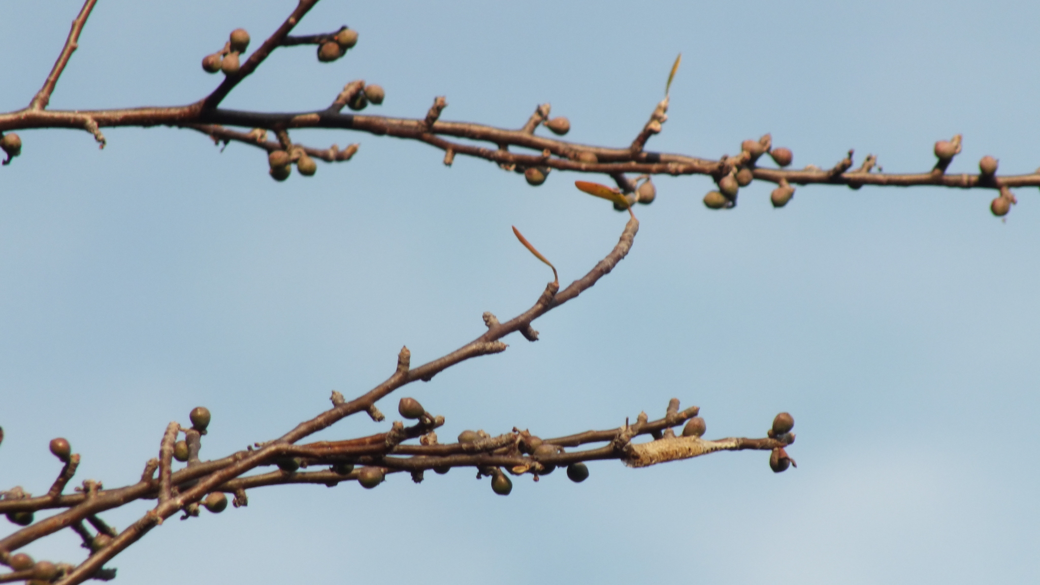 Imagem de Bursera schlechtendalii