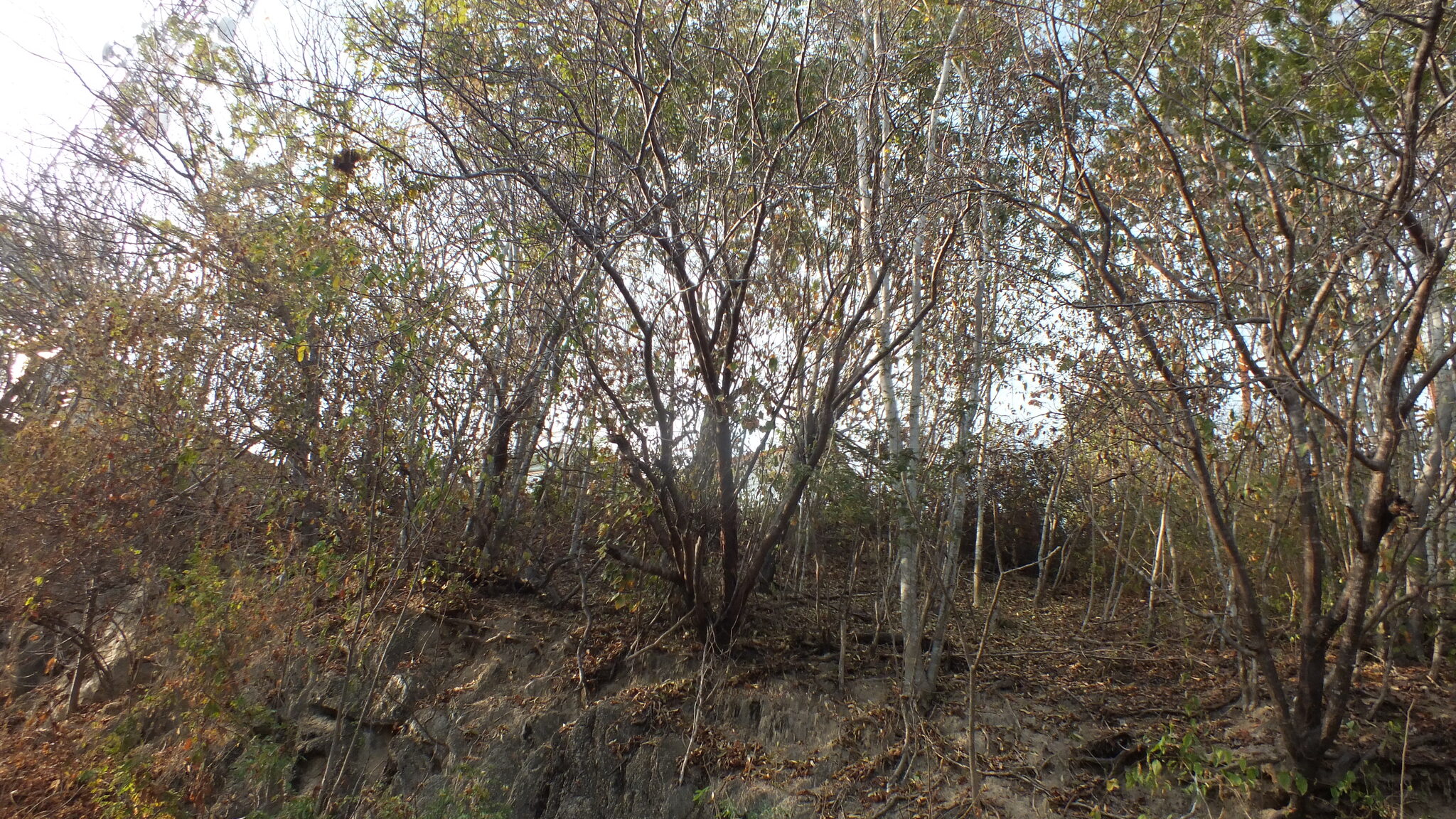 Imagem de Bursera schlechtendalii