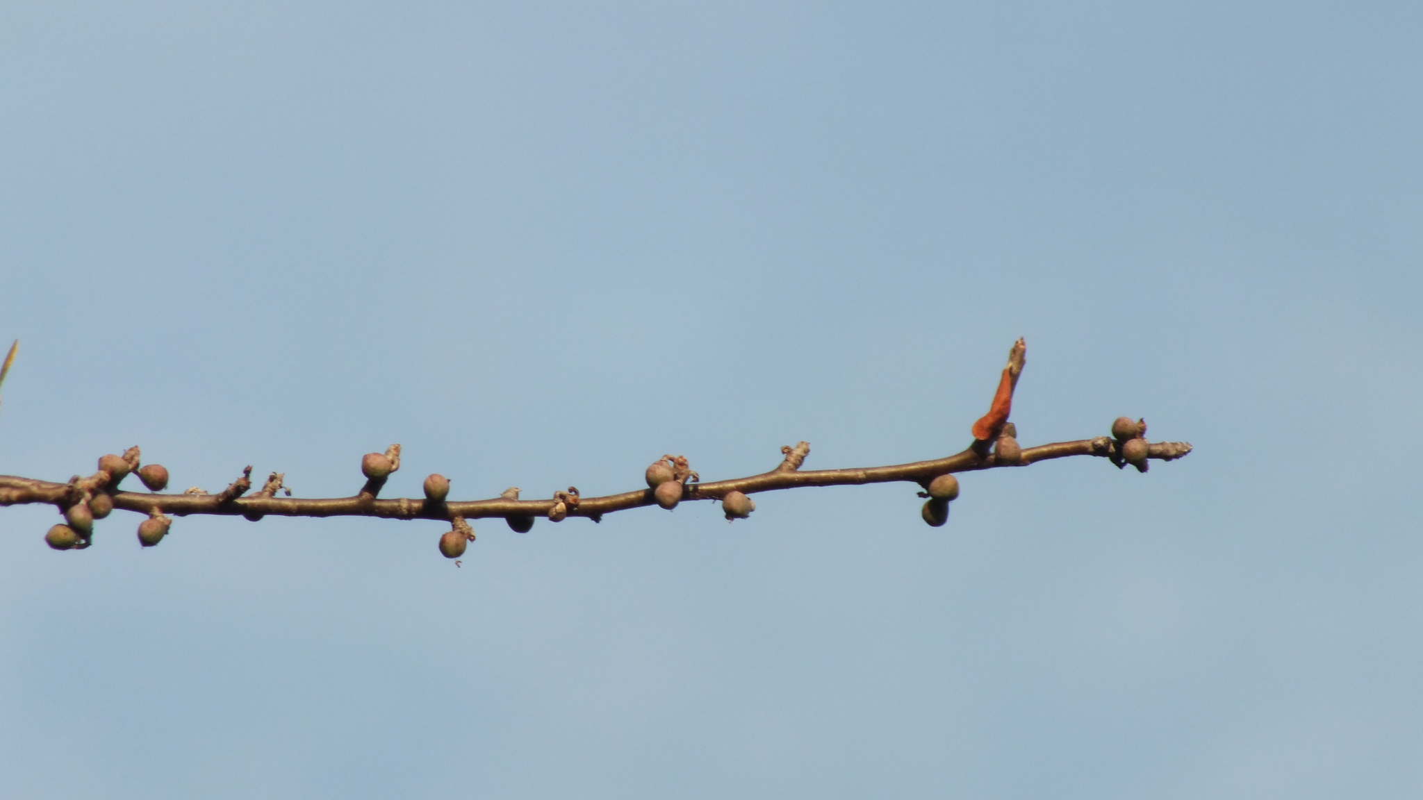 Imagem de Bursera schlechtendalii