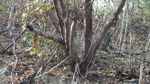 Foto de Bursera schlechtendalii