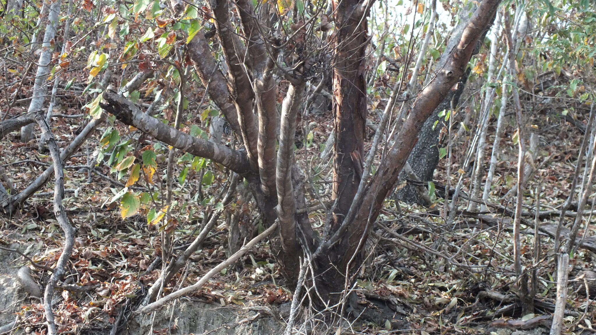 Imagem de Bursera schlechtendalii