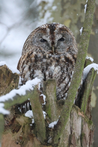 View observation of {o.common_name} on iNaturalist