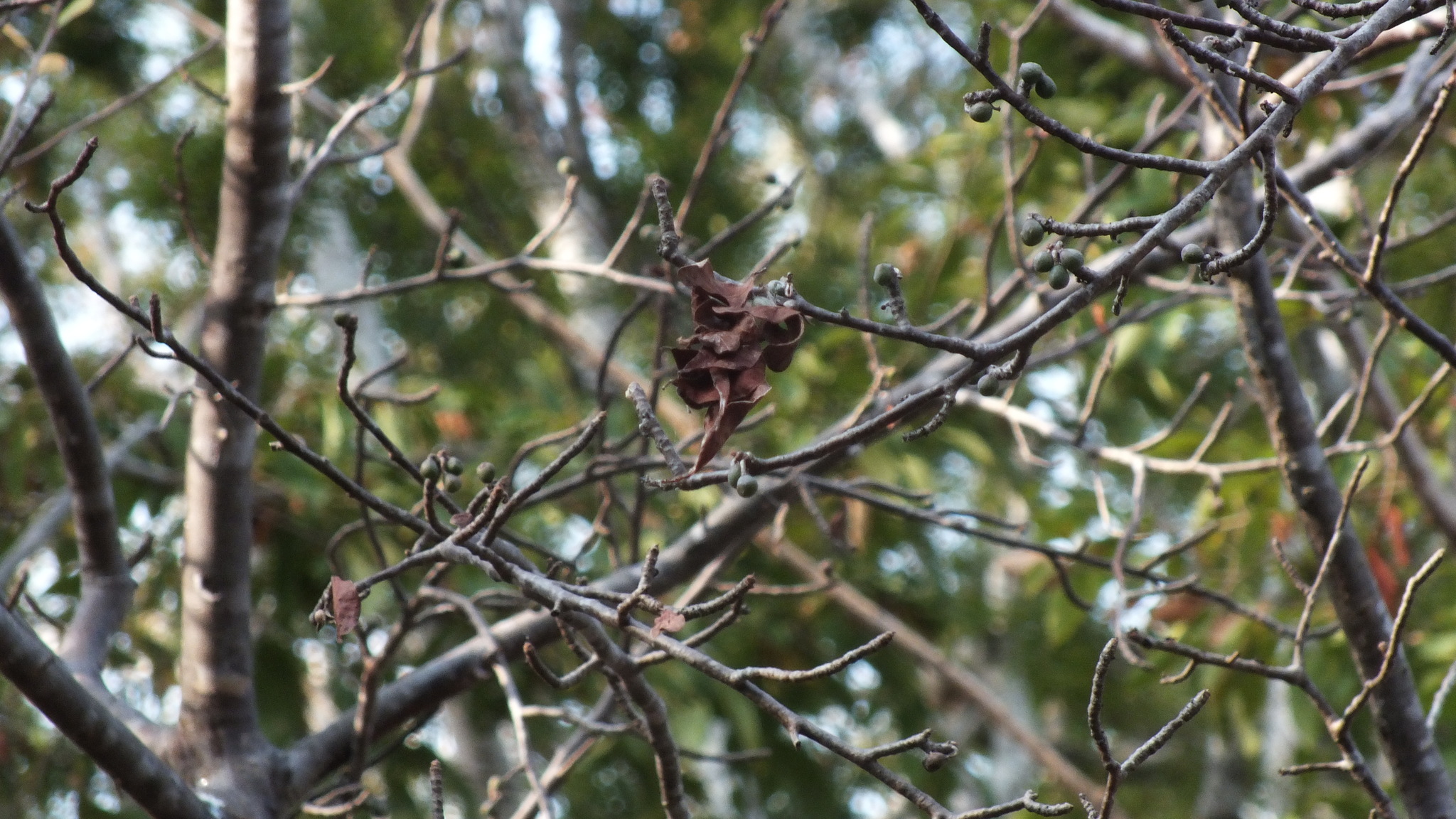 Imagem de Bursera schlechtendalii