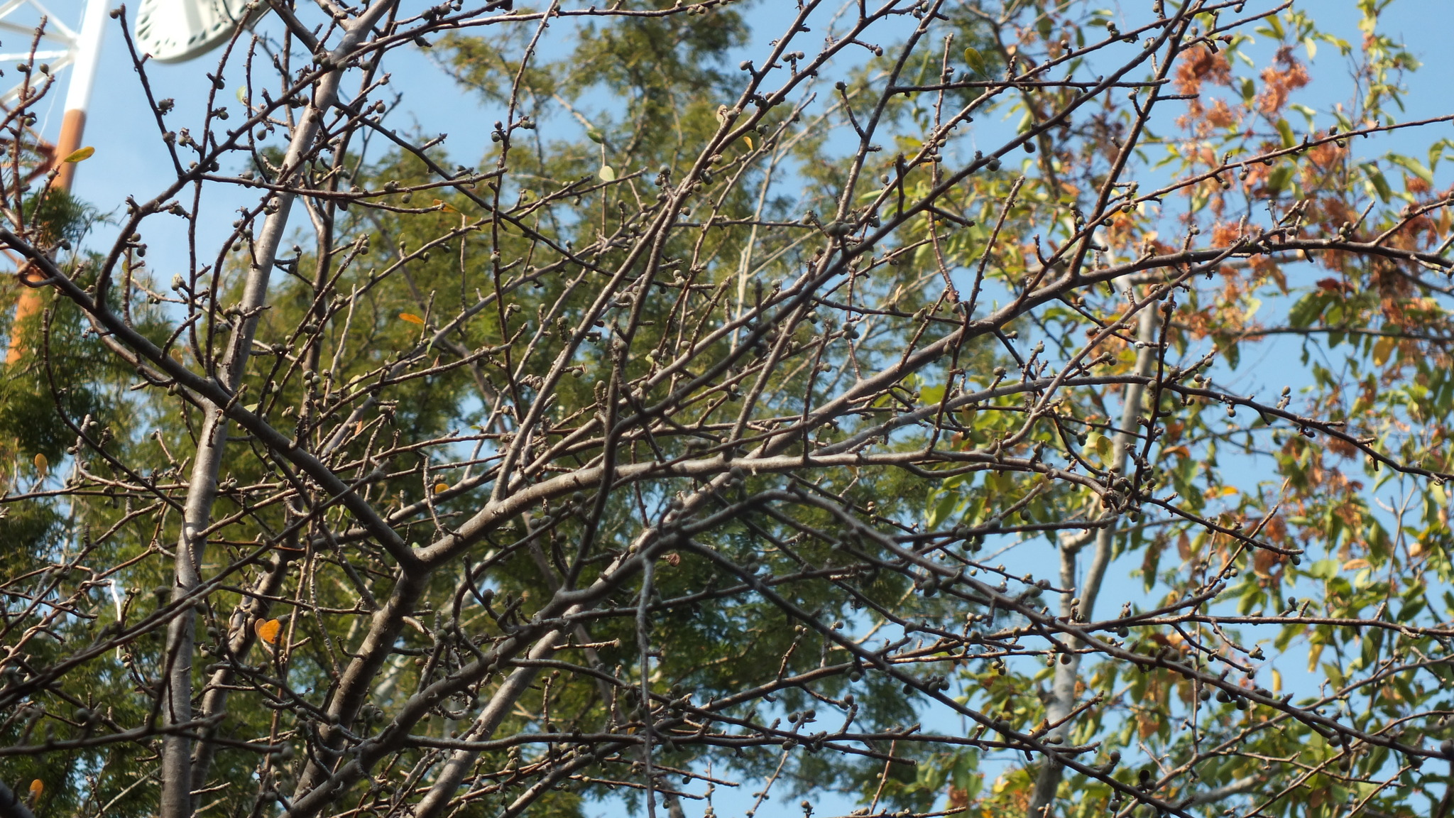 Imagem de Bursera schlechtendalii