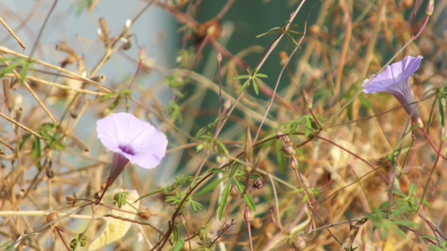 Foto de corda-de-viola
