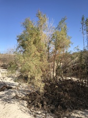 Tamarix ramosissima