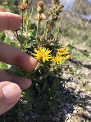 Heterotheca grandiflora