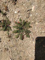Erodium cicutarium
