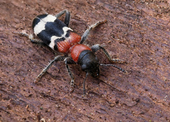 European Red-bellied Clerid