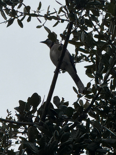 Blue Jay (Cyanocitta cristata), photo 4