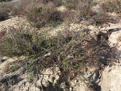 Eriogonum fasciculatum