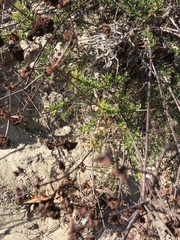 Eriogonum fasciculatum