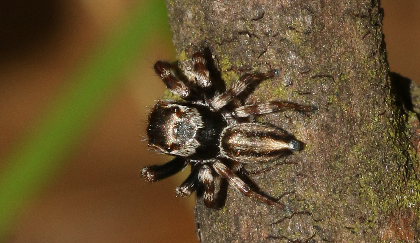 Maratus scutulatus (L.Koch, 1881)