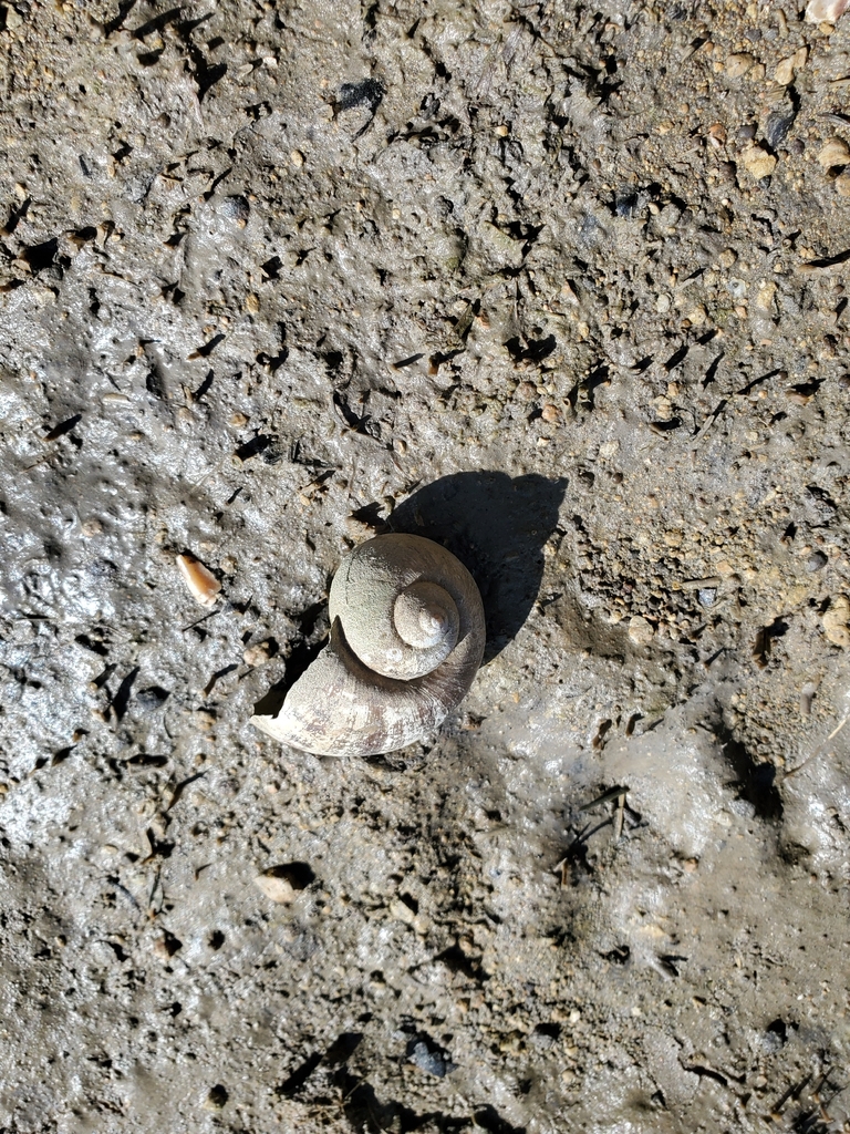 Island Apple Snail from Houston, TX 77058, USA on January 3, 2026 at 12 ...