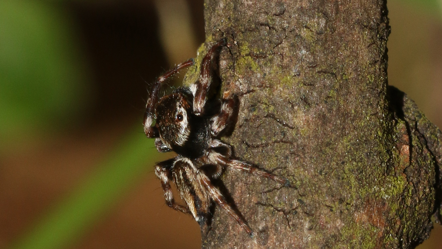 Maratus scutulatus (L.Koch, 1881)