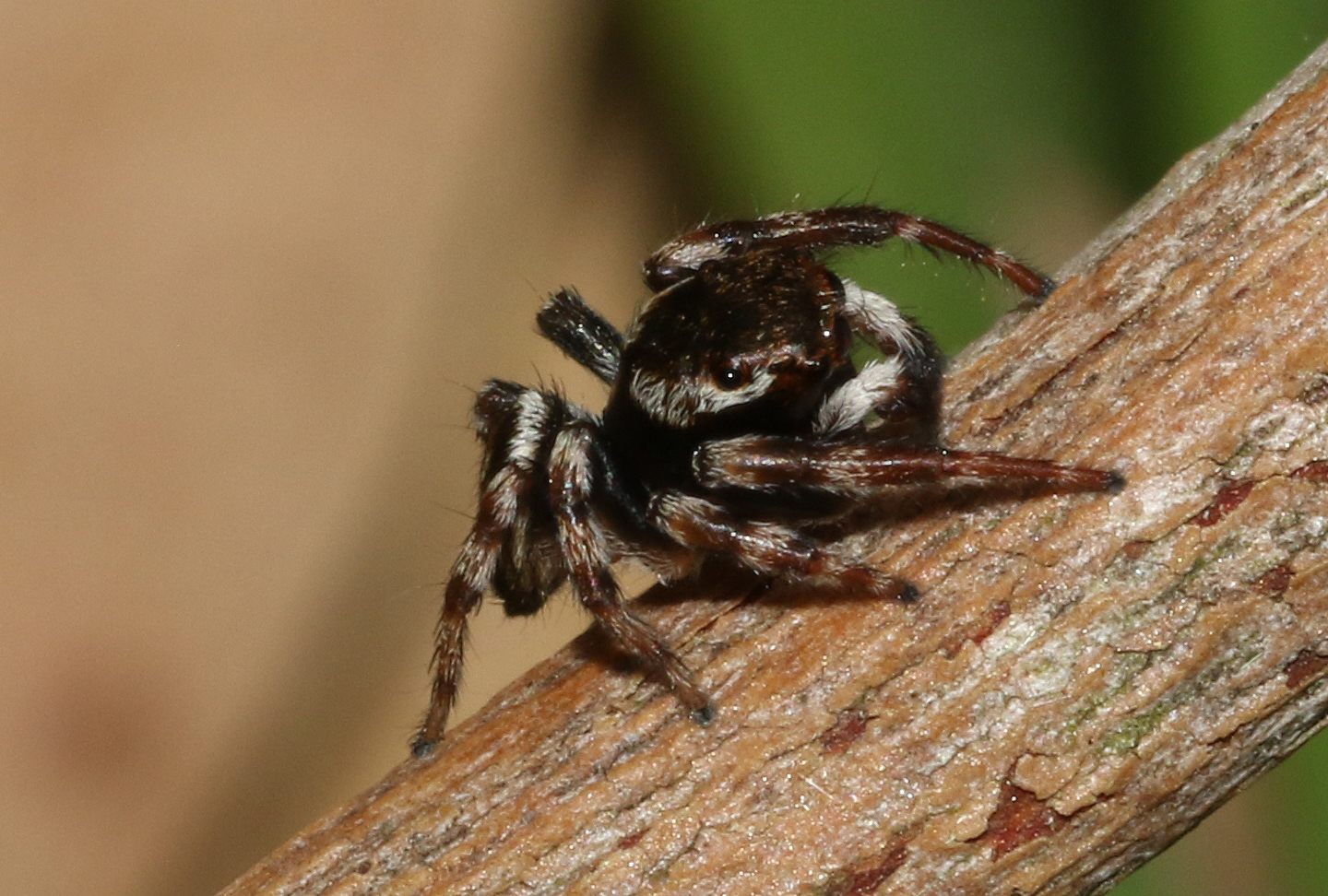 Maratus scutulatus (L.Koch, 1881)