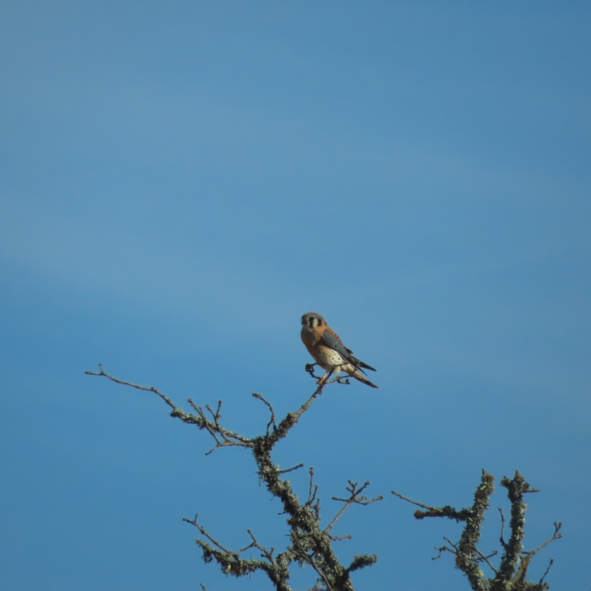 American Kestrel (Falco sparverius), photo 10