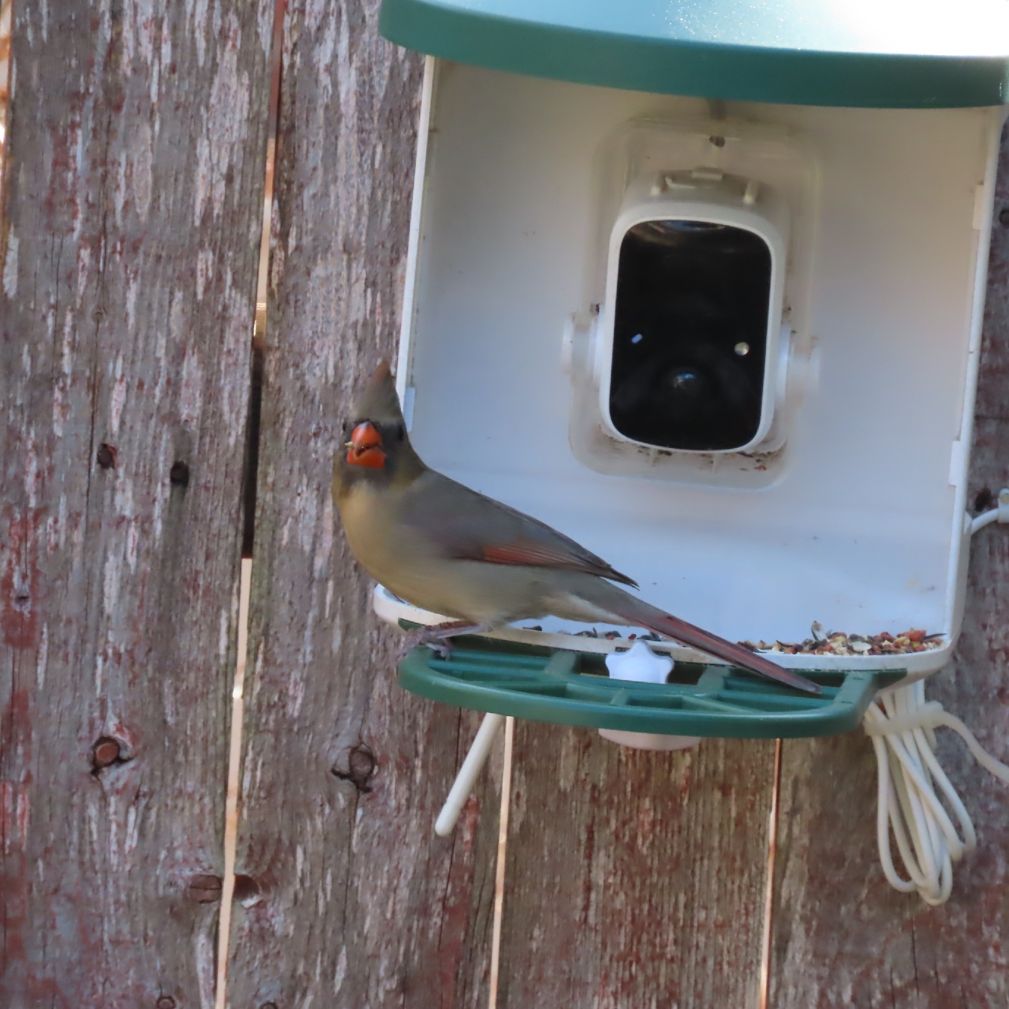 Northern Cardinal (Cardinalis cardinalis), photo 4