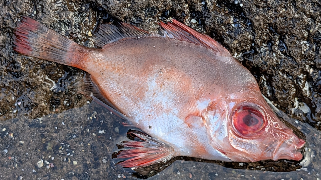 Boarfish (Capros aper) — Caproidae