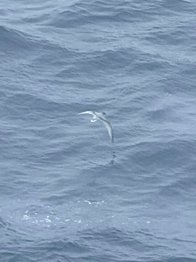 Blue Petrel (Halobaena caerulea), photo 1