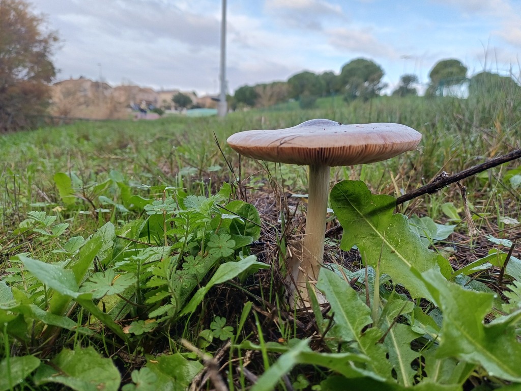 Volvopluteus gloiocephalus · January 2026 · photo: © davidfbelmonte (iNaturalist, cc-by)