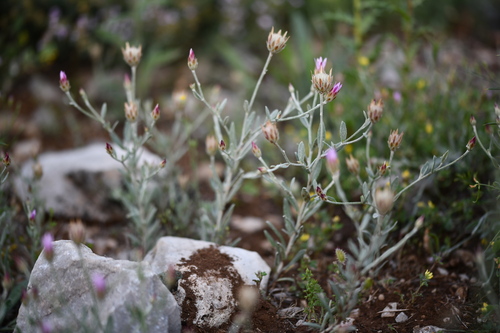 Immortelle (Xeranthemum inapertum)