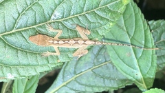 Anolis altae