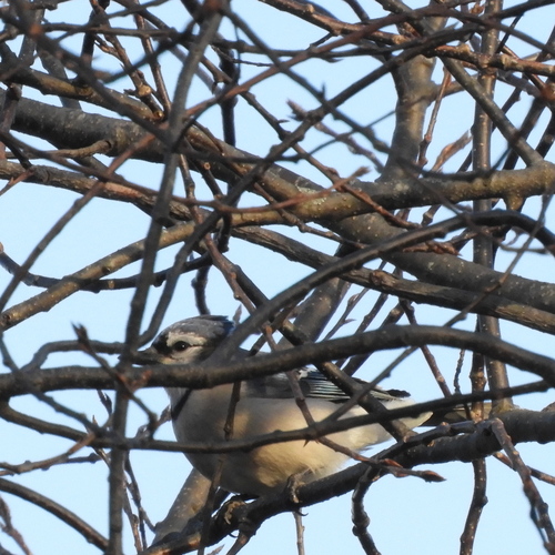 Blue Jay (Cyanocitta cristata), photo 6