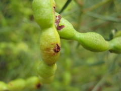 Acacia nematophylla